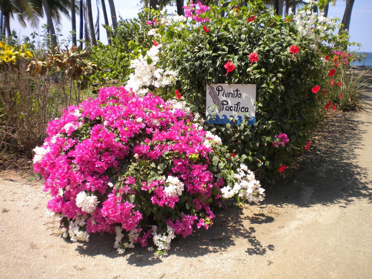 Plumita Pacifica Διαμέρισμα Playa Junquillal Εξωτερικό φωτογραφία